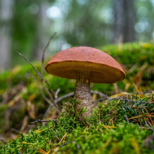 brown mushroom growing in green moss