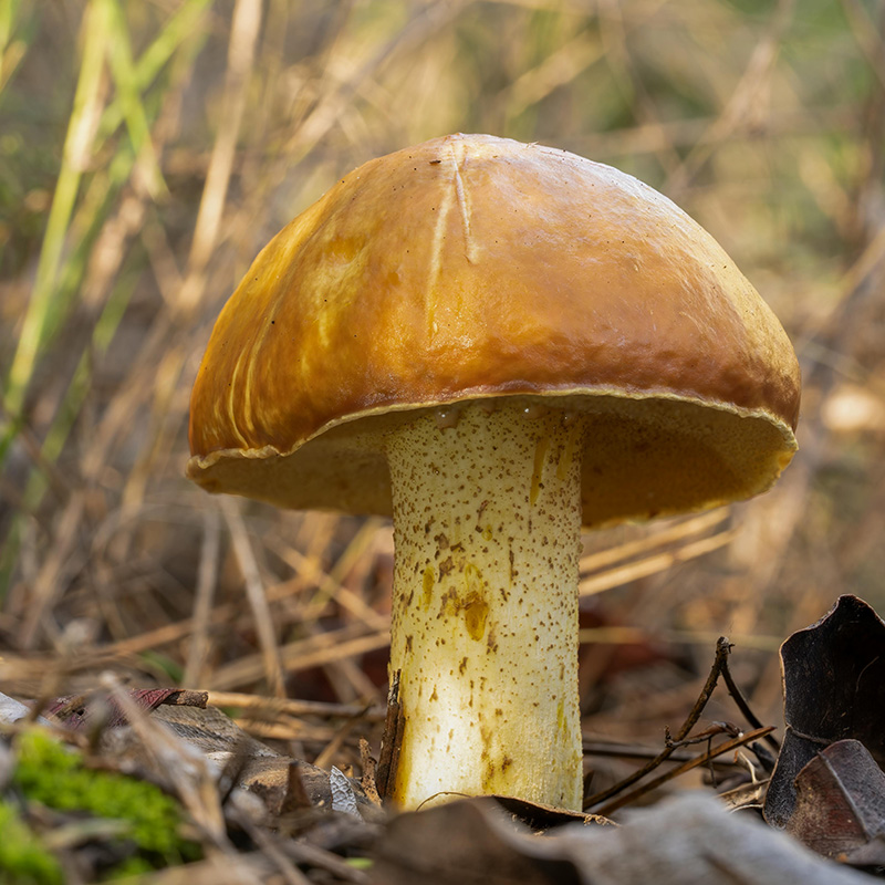 golden colored mushroom growing among tall grass