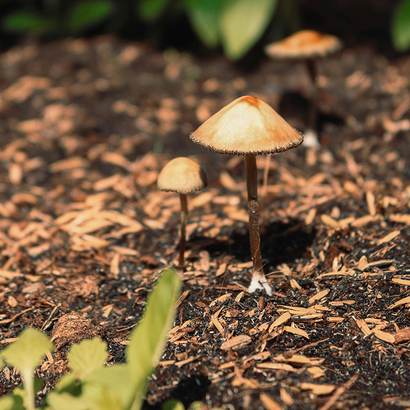 two small brown mushrooms sprouting from soil with mulch