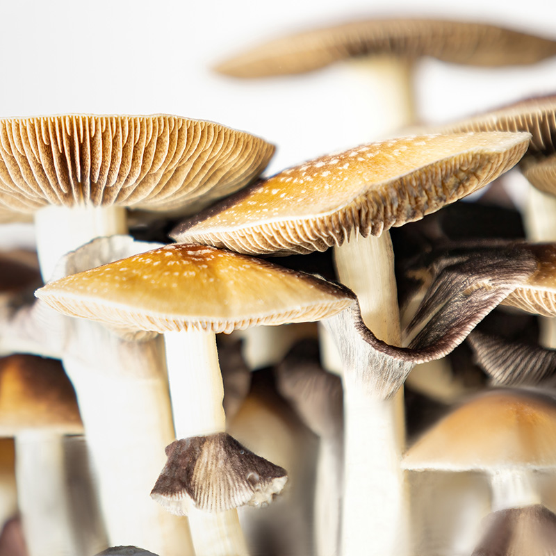 Many mushrooms of the species Psilocybe cubensis Argentina on a white background.