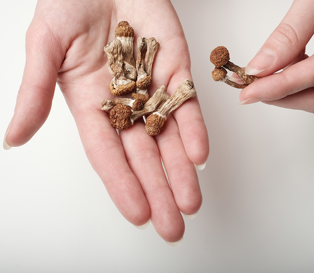 close up view of a woman's hands, with dried mushrooms in the palm of one open hand, and the other hand holding a mushroom between thumb and forefinger.