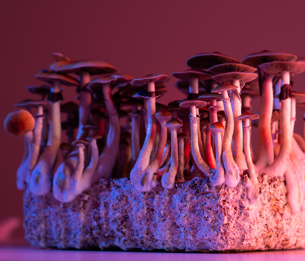 mushrooms in pink and purple lighting.